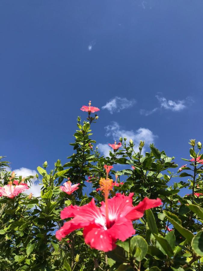 みーまん奄美 Hostel Amami Exterior photo